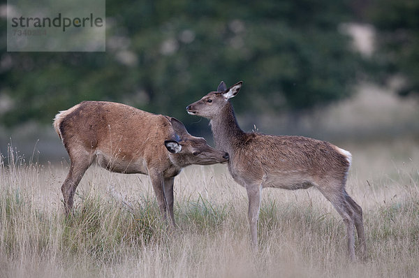 Rothirsche (Cervus elaphus)  Dänemark  Europa