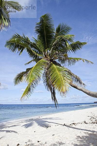 Kokospalme (Cocos nucifera)  Insel La Digue  Seychellen  Afrika  Indischer Ozean