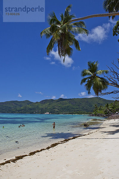 Kokospalmen am Strand Anse Royal  Mahe  Seychellen  Afrika  Indischer Ozean