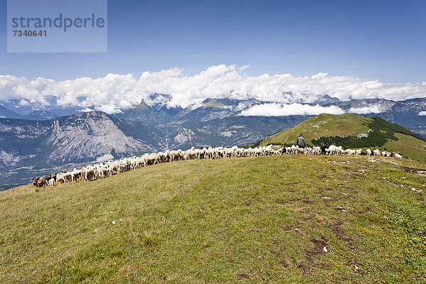 Schafherde  beim Aufstieg auf den Cornet  Trentino  Italien  Europa