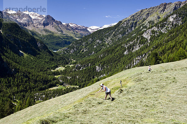 Bergbauern bei der Heuarbeit  bei der Stallwies im Martelltal  Vinschgau  Südtirol  Italien  Europa