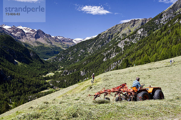 Bergbauern bei der Heuarbeit  bei der Stallwies im Martelltal  Vinschgau  Südtirol  Italien  Europa