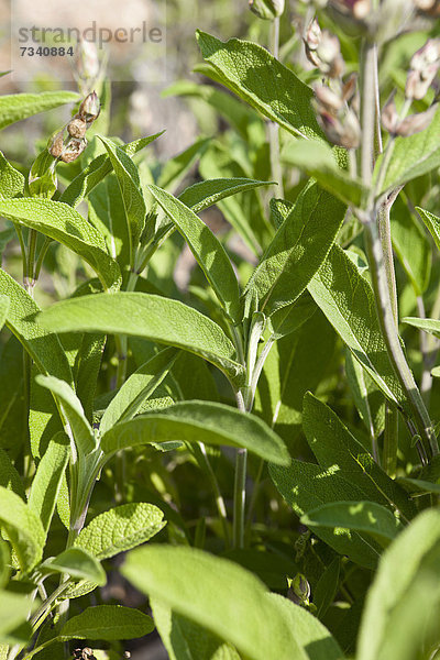 Salbei Salvia pratensis Gesundheitspflege Pflanze Salbeiöl Menschen im Hintergrund Hintergrundperson Hintergrundpersonen Salbei Jahr
