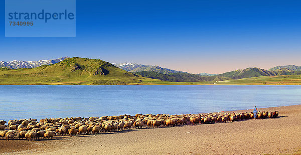Schafherde mit Schäfer am Ufer des Vansees  Türkei