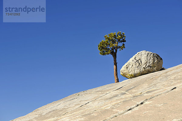 Einzeln stehende  langlebige Kiefer (Pinus longaeva) neben Granitfelsen auf Steinplatte  Olmsted Point  Yosemite National Park  Kalifornien  Vereinigte Staaten von Amerika  USA