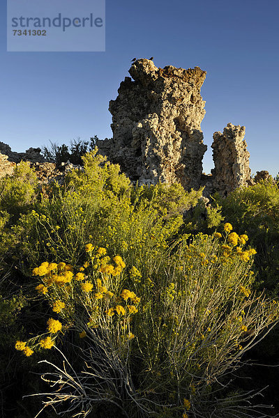 Tufa Rocks  Kalktuff-Formationen  South Tufa Area  Natronsee Mono Lake  Mono Basin und Range Region  Sierra Nevada  Kalifornien  Vereinigte Staaten von Amerika  USA