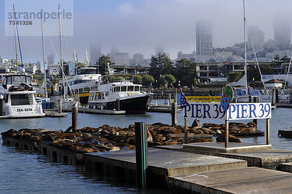 Fischereihafen Fischerhafen Vereinigte Staaten von Amerika USA grüßen Zeichen Jachthafen Kai Jubiläum Seelöwe Kalifornien San Francisco Signal