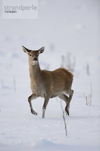 Rothirsch  Cervus elaphus  im Schnee  Deutschland  Europa