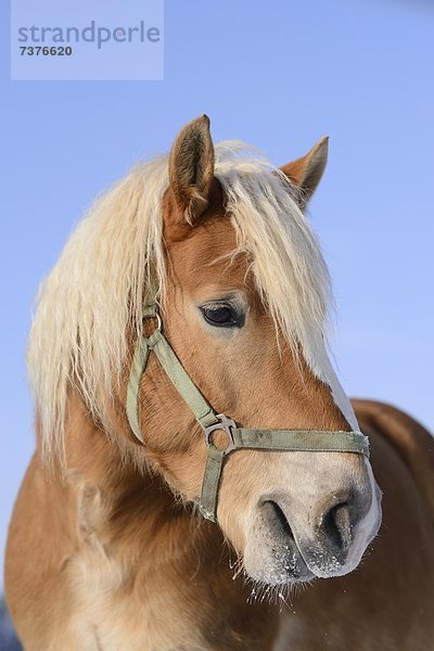 Haflinger  Deutschland  Europa