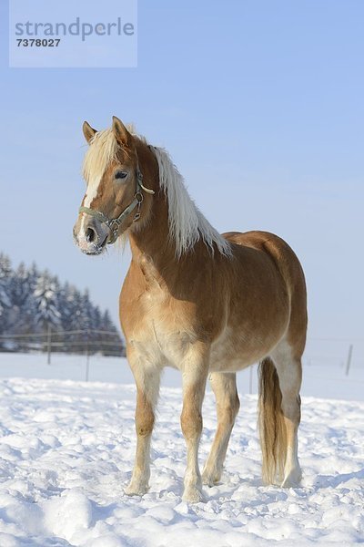 Haflinger  Deutschland  Europa