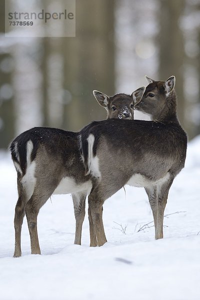 Zwei Damhirsche  Cervus dama  im Schnee  Bayern  Deutschland  Europa