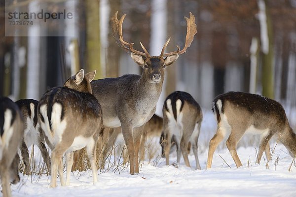 Damhirsche  Cervus dama  im Schnee  Bayern  Deutschland  Europa