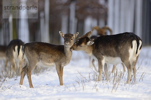 Damhirsche  Cervus dama  im Schnee  Bayern  Deutschland  Europa