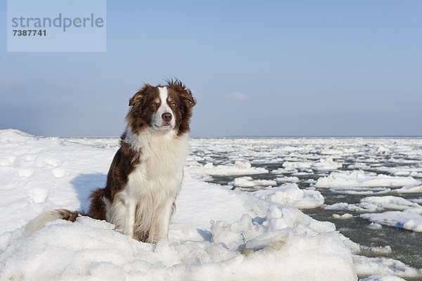 Border Collie sitzt auf einer Eisscholle am Meer  Sylt  Deutschland