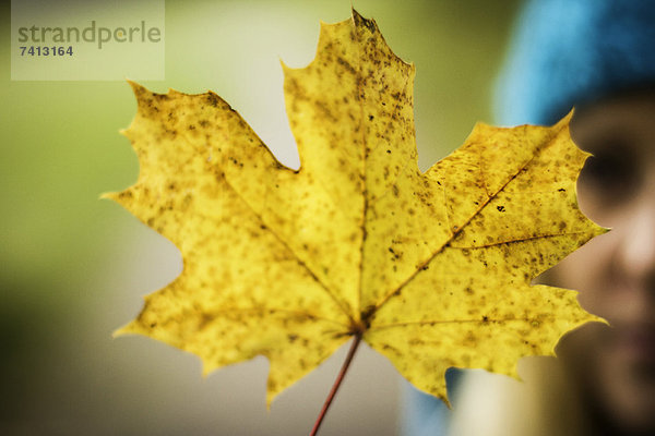 Nahaufnahme des gelben Herbstblattes