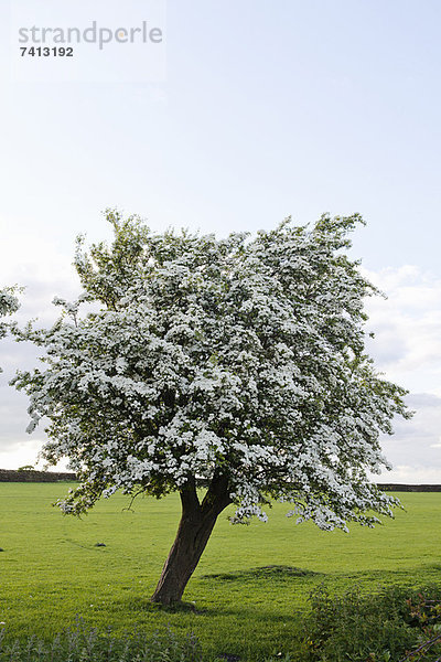 Blühender Baum im Grasfeld