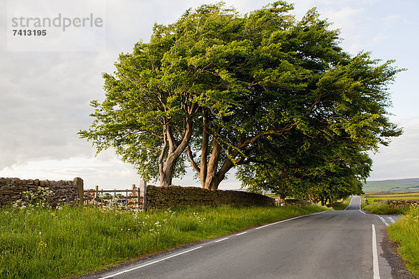 Baum mit Blick auf die Landstraße