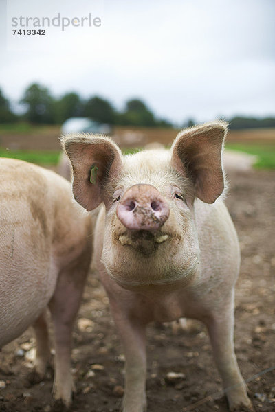 Nahaufnahme der Schweineschnauze