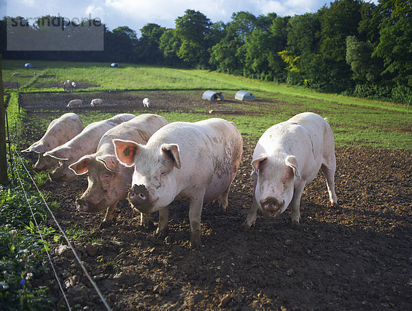 Schweine wurzeln im Schmutzfeld
