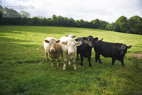 Kühe beim Spaziergang im Grasfeld