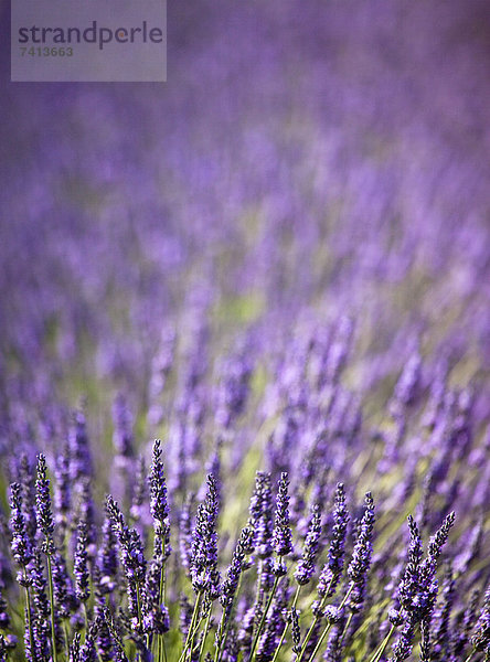 Nahaufnahme von violetten Blumen im Feld