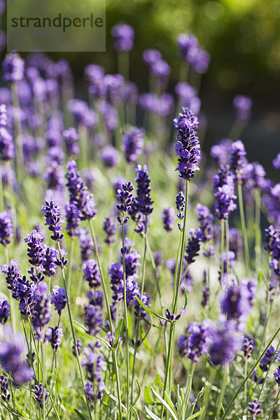 Blume  Close-up  close-ups  close up  close ups  Lavendel