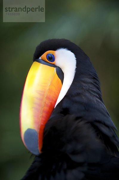 Toucan bird