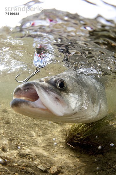 Fisch  Pisces  Unterwasseraufnahme  Ansicht