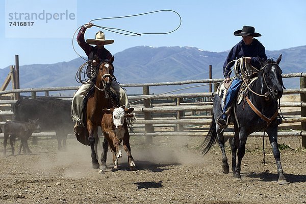 Seil  Tau  Tal  Nevada  Cowboy  6  Markierung  Kalb  Paradies  Ranch