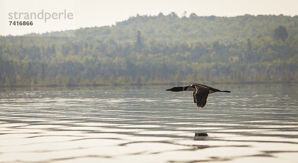 Seetaucher  fliegen  fliegt  fliegend  Flug  Flüge  über  Einsamkeit  Eistaucher  gavia immer  Teich