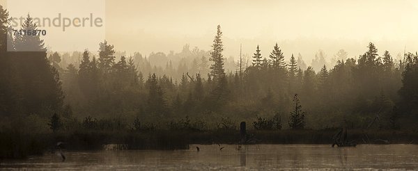 Laubwald  Morgen  über  Sonnenaufgang  Dunst  Kajak  Teich