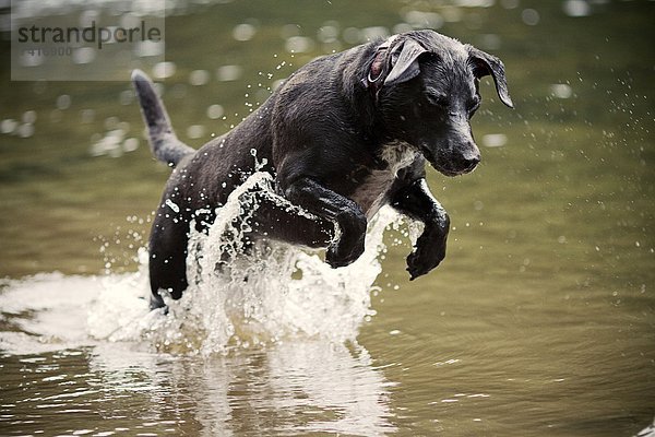 niedlich  süß  lieb  planschen  Hund  Fluss  Spiel