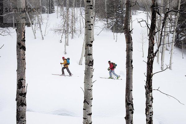 Espe  Populus tremula  hoch  oben  Baum  Hügel  wandern  unbewohnte  entlegene Gegend  2  Ski