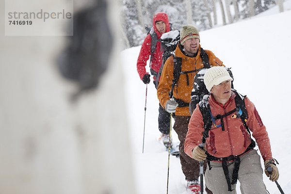 Espe Populus tremula Baum Blizzard wandern unbewohnte entlegene Gegend Ski 3