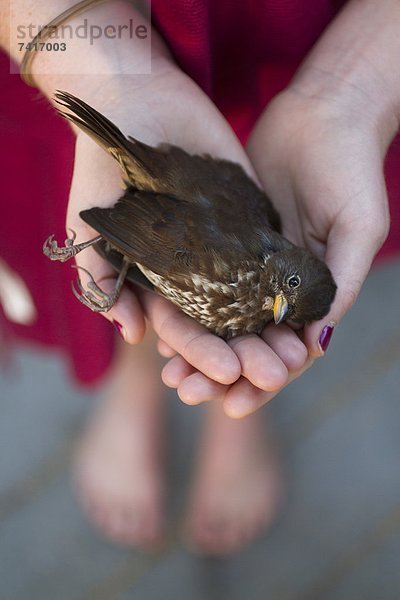 Frau  halten  Fenster  rennen  Vogel  jung