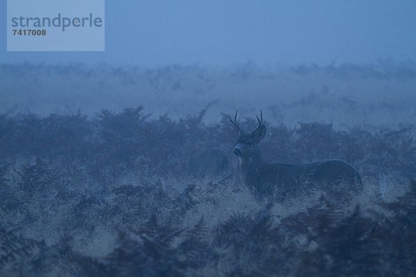 Fotografie  Morgen  früh  Kalifornien  Sequoia  Hirsch