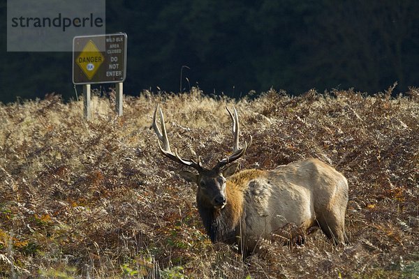 Elch  Alces alces  Kalifornien  Sequoia