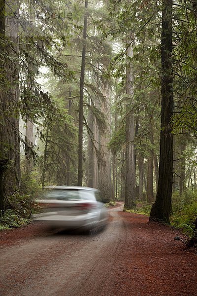 Auto  fahren  Kalifornien  Sequoia