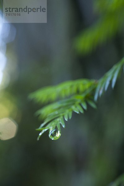 Landschaftlich schön  landschaftlich reizvoll  Wasser  Fotografie  Baum  heraustropfen  tropfen  undicht  Kalifornien  Nähnadel  Nadel  Sequoia