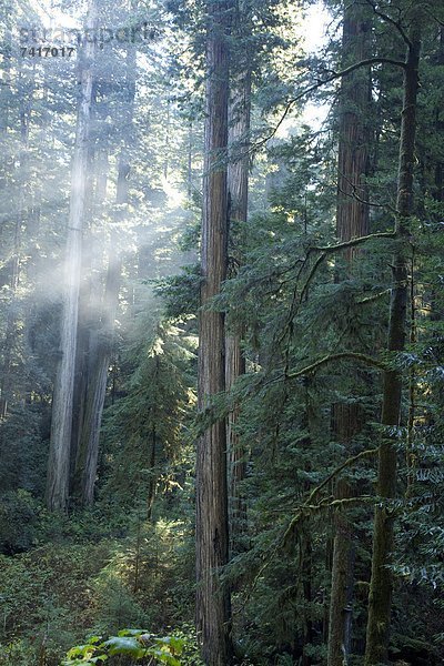 Landschaftlich schön  landschaftlich reizvoll  Fotografie  Beleuchtung  Licht  ankommen  Kalifornien