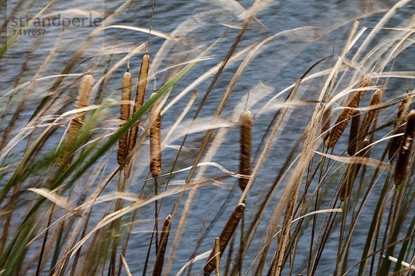 nahe  blasen  bläst  blasend  Wind  Rohrkolben  Teich  Vermont