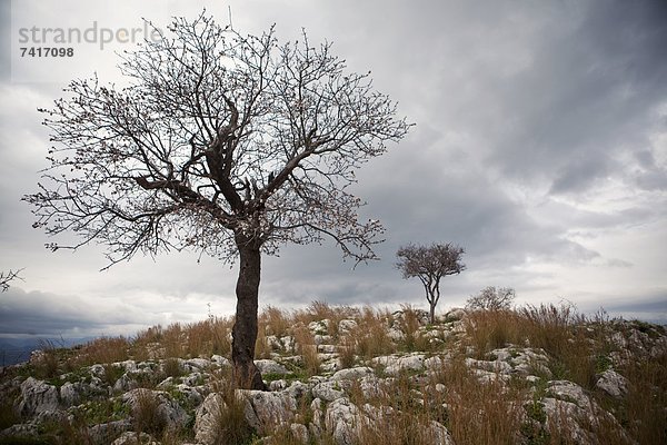 nahe  Wolke  Baum  Himmel  2  Griechenland  Mykene  Grabmal