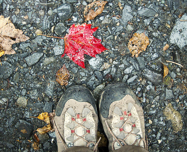 Detail  Details  Ausschnitt  Ausschnitte  Vitalität  folgen  Pflanzenblatt  Pflanzenblätter  Blatt  Stiefel  wandern  rot  Maine