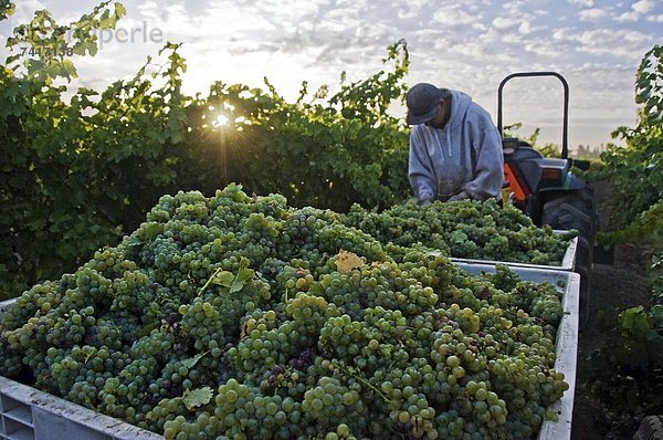 nahe  Wein  arbeiten  Sonnenaufgang  ernten  trocken  Weintraube  Feld  Bach  Kalifornien  Healdsburg  California