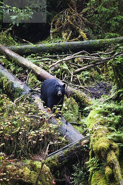 Bär  Schwarzbär  Ursus americanus  Sternwarte  Wildtier