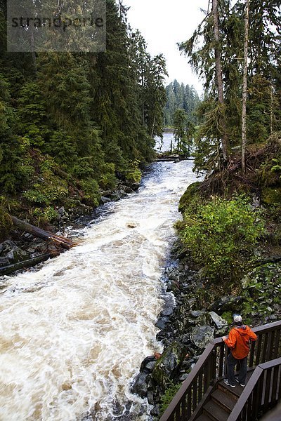 Bär  nahe  Mann  suchen  Ignoranz  Fluss  Sternwarte  Wildtier