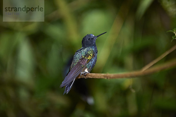 Hyazinthkolibri  Boissonneaua jardini  Ecuador  Südamerika  Amerika