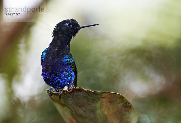 Hyazinthkolibri  Boissonneaua jardini  Ecuador  Südamerika  Amerika