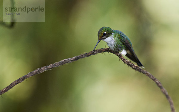 Grünscheitel-Flaggensylphe  Ocreatus underwoodii  Ecuador  Südamerika  Amerika