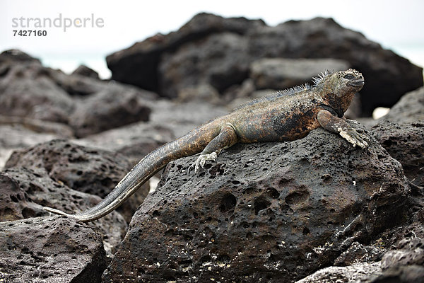 Meerechse  Amblyrhynchus cristatus  Santa Cruz  Galapagosinseln  Ecuador  Südamerika  Amerika